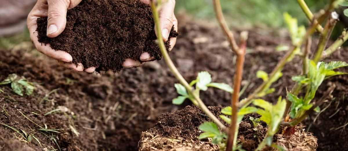 Le terreau, la base pour vos plantes d'intérieur et d'extérieur
