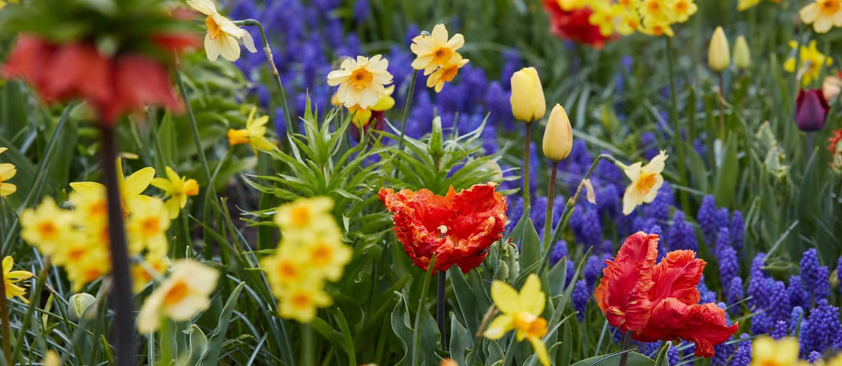 Le top 10 des bulbes à fleurs