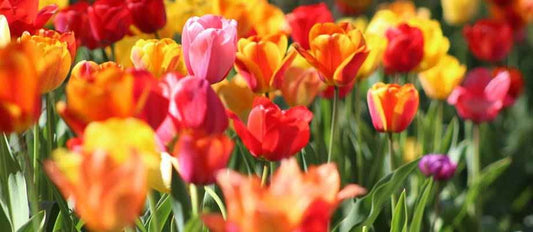 Prendre soin des tulipes