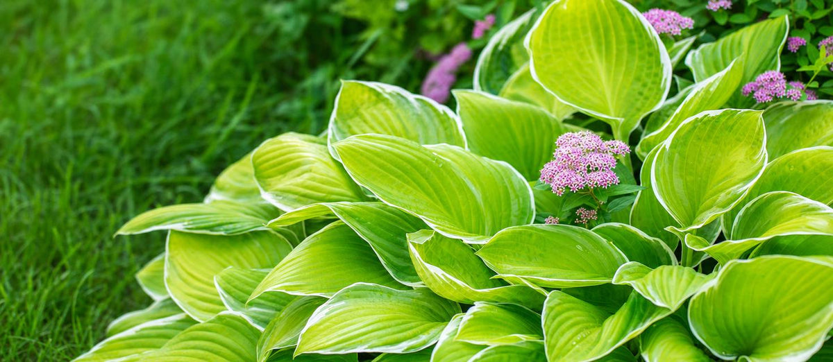 Maladies des plantes, parasites et nuisibles du jardin : prévention et solutions