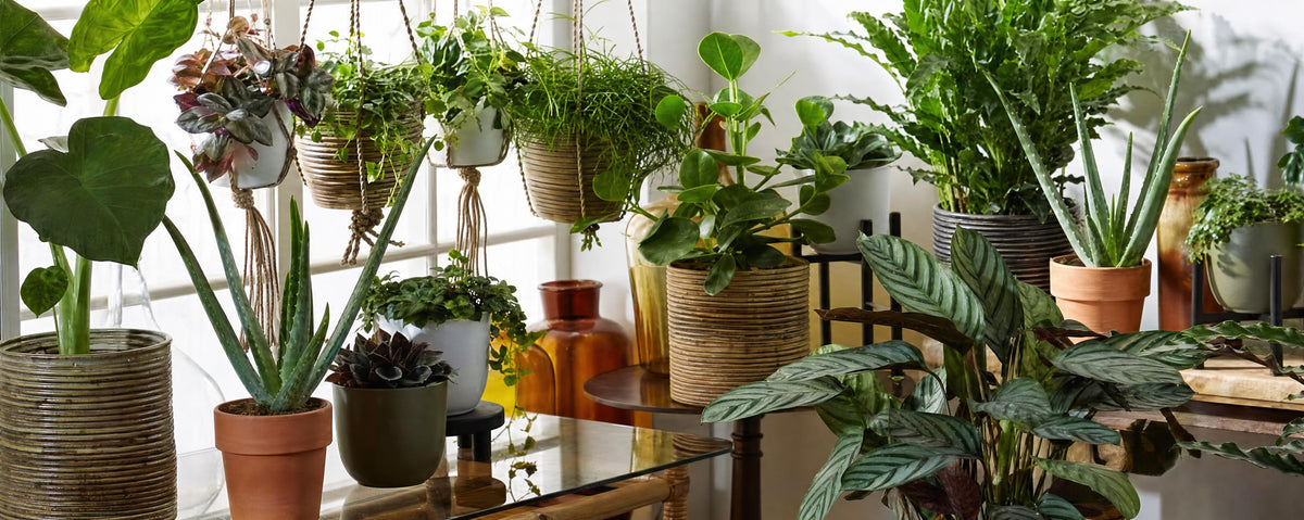 Notre top 5 des parfaits ensembles "plante+pot"