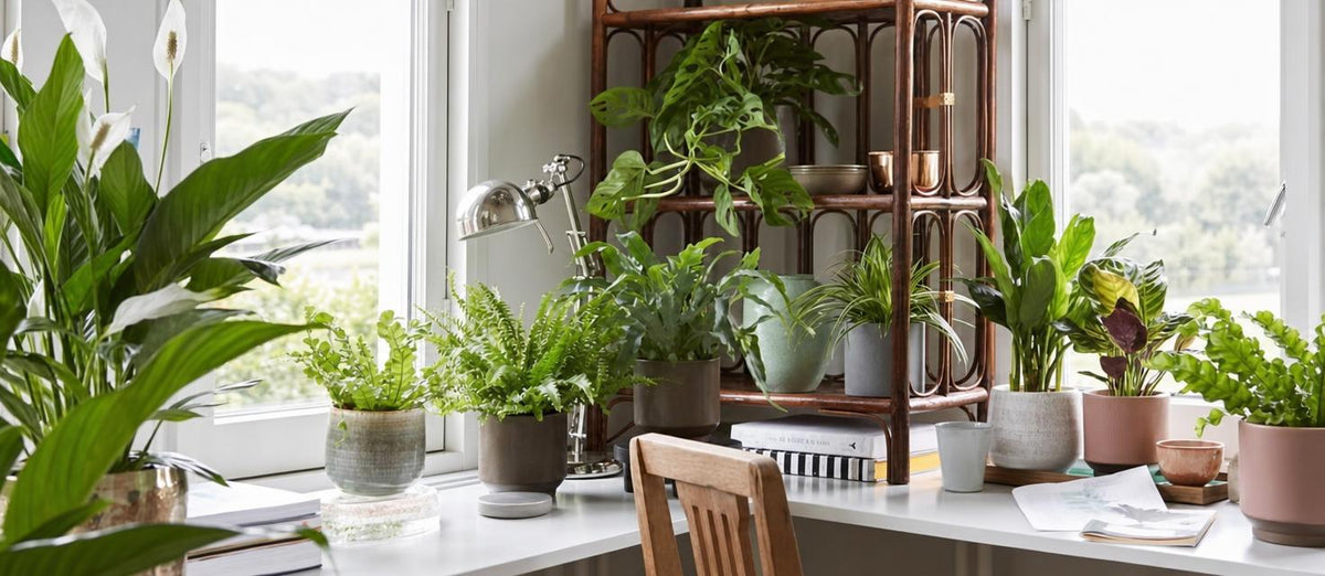 Les plantes d’intérieur purificatrices d'air