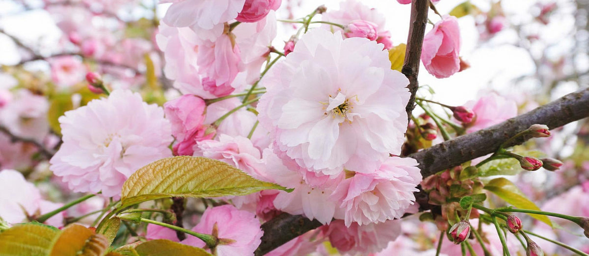 Pourquoi et quand tailler le cerisier d'ornement ?