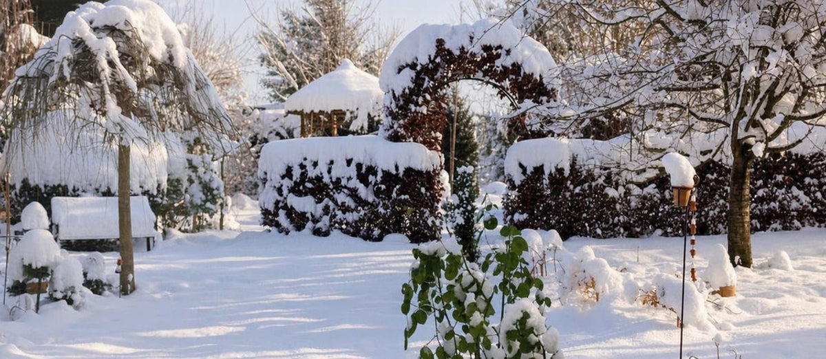 Les plantes résistantes au gel qui égayent votre jardin en hiver.