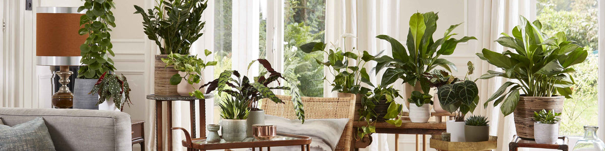 Plantes pour le salon