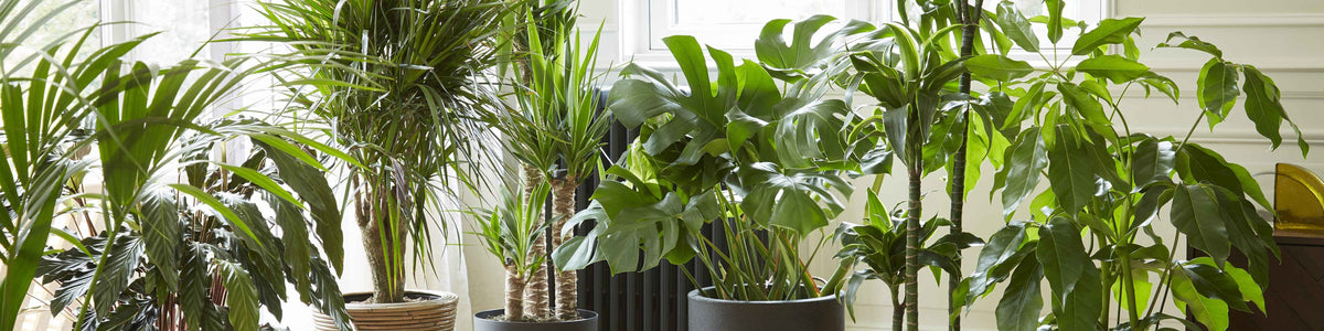 Grandes plantes d'intérieur