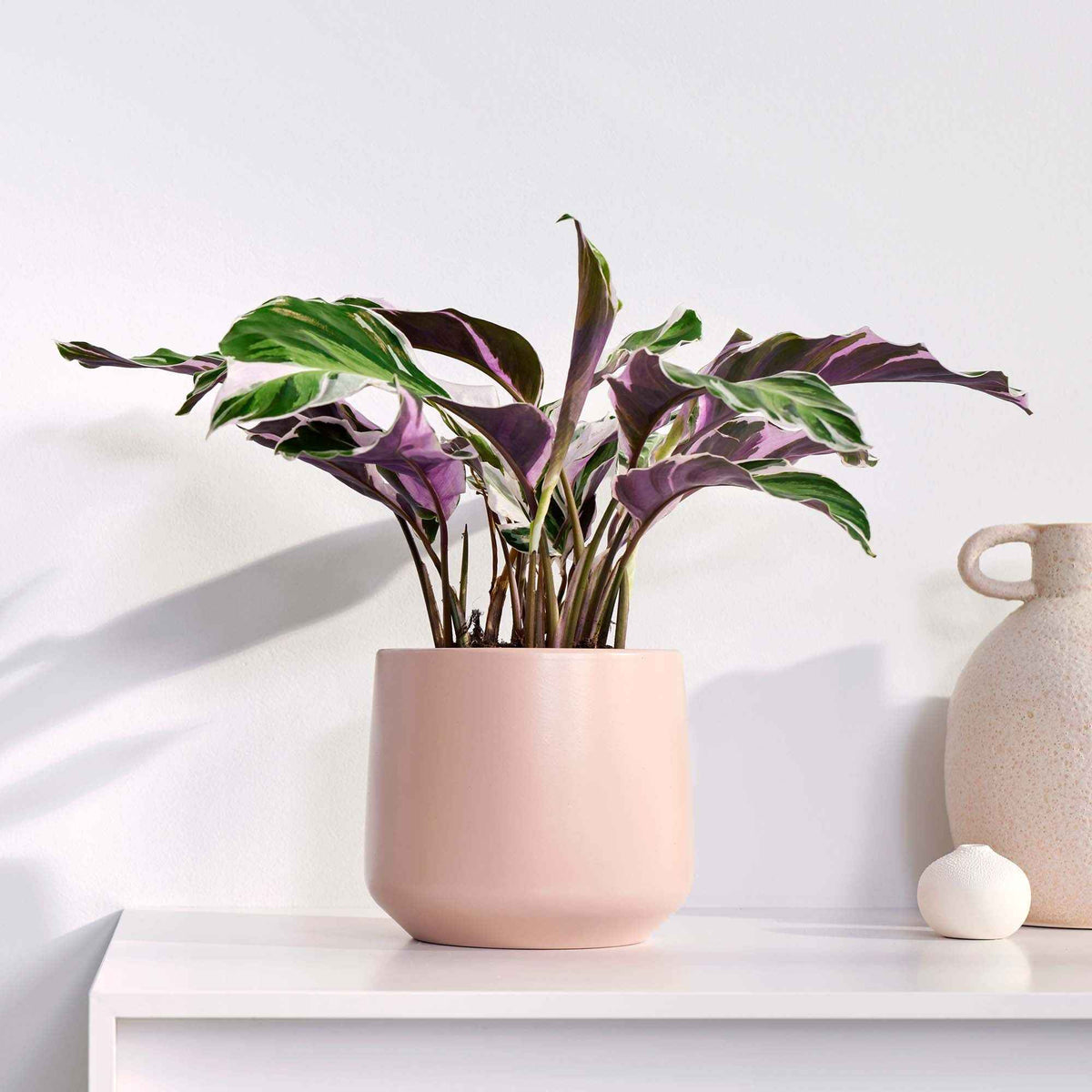Plantes d'intérieur feuilles vertes et blanches