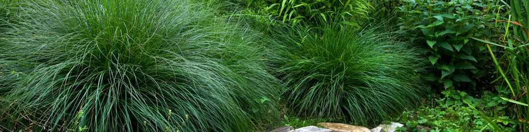 Andropogon