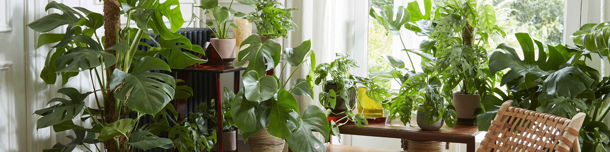 Plante à trous - Monstera