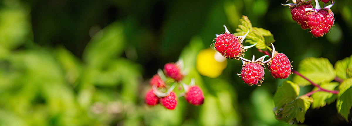 Fruitiers