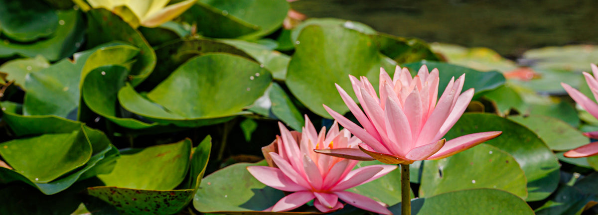 Plantes de bassin