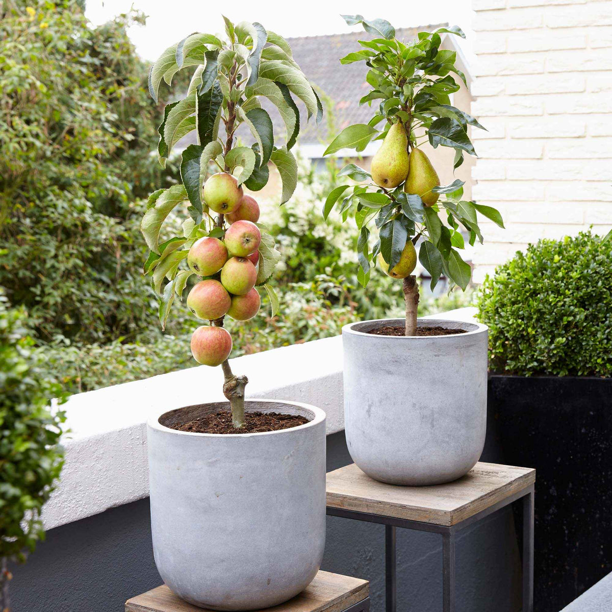 Arbres fruitiers