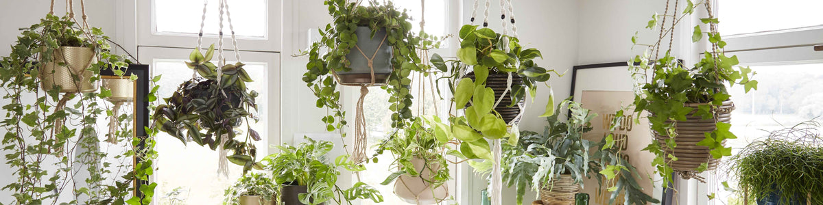 Plantes suspendues d'intérieur