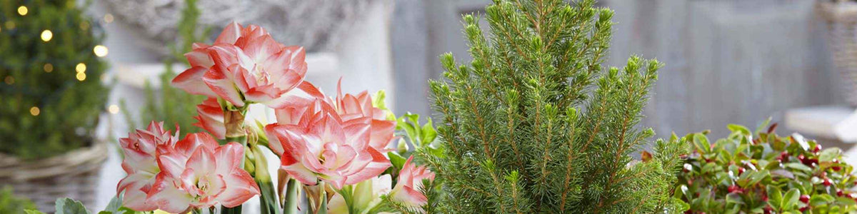Amaryllis aulique - Amaryllis aulica
