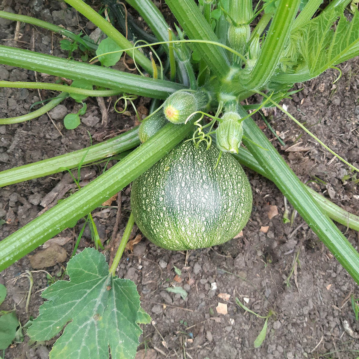 Courgette De Nice à fruits ronds - Bakker
