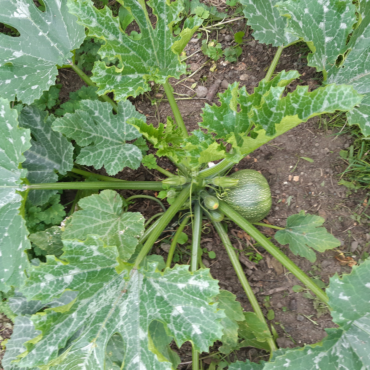 Courgette De Nice à fruits ronds - Cucurbita pepo de nice à fruits ronds - Bakker