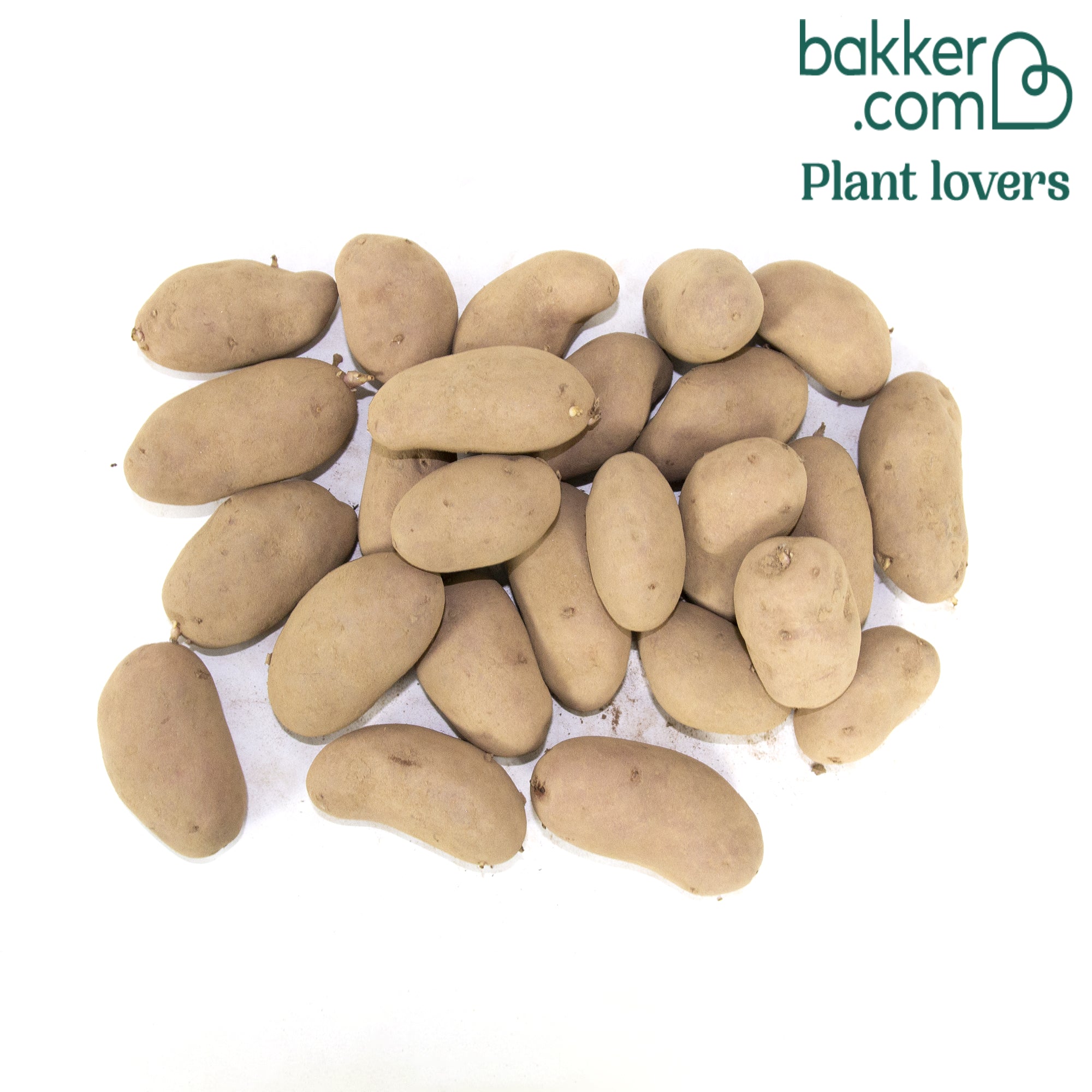 Pomme De Terre Michelle Pomme De Terre Nouvelle Agatha Filet – 26 Fruits 20 25 Pommes de terre Chérie | Bakker.com