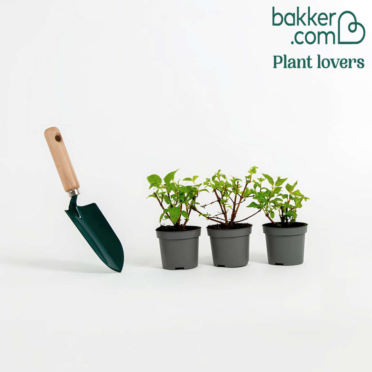 Bakker - 3 Fuchsias résistants au gel Annabel - Fuchsia annabel
