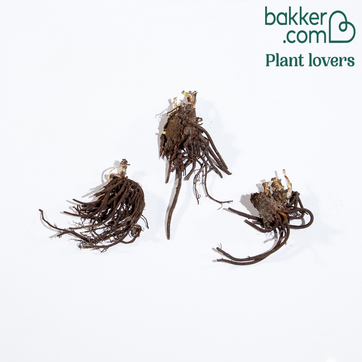 3 Hellébores d'Orient en mélange - Helleborus orientalis - Bakker