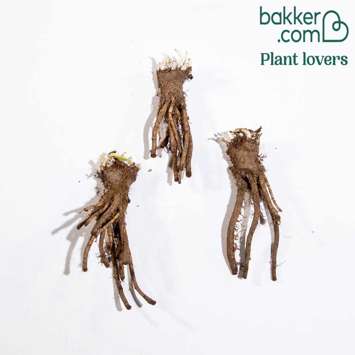 3 Pavots d'Orient rouge - Papaver orientale watermelon - Bakker