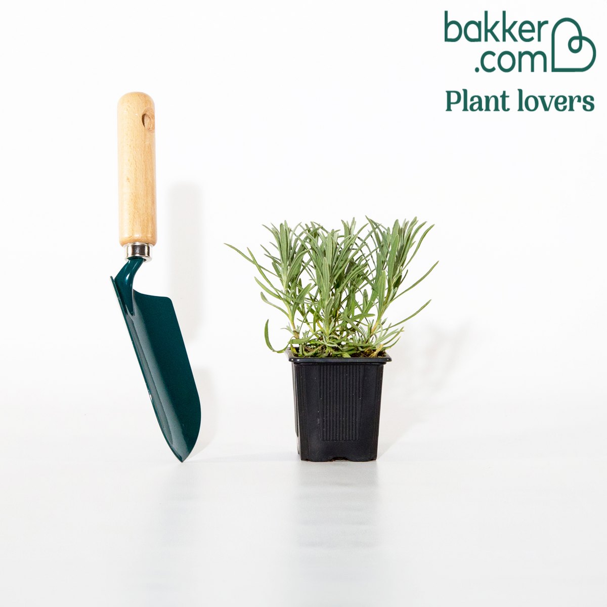 Bakker - Lavande de Grasse - Lavandula angustifolia Grosso