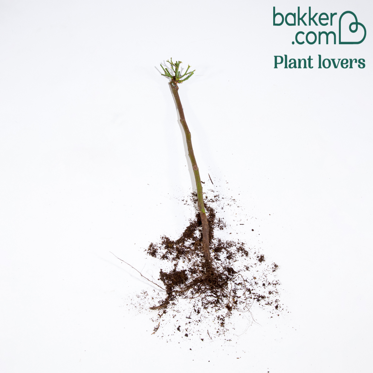 Bakker - Mini-rosier sur tige Mousha - Rosa (m) mousha - Rosiers