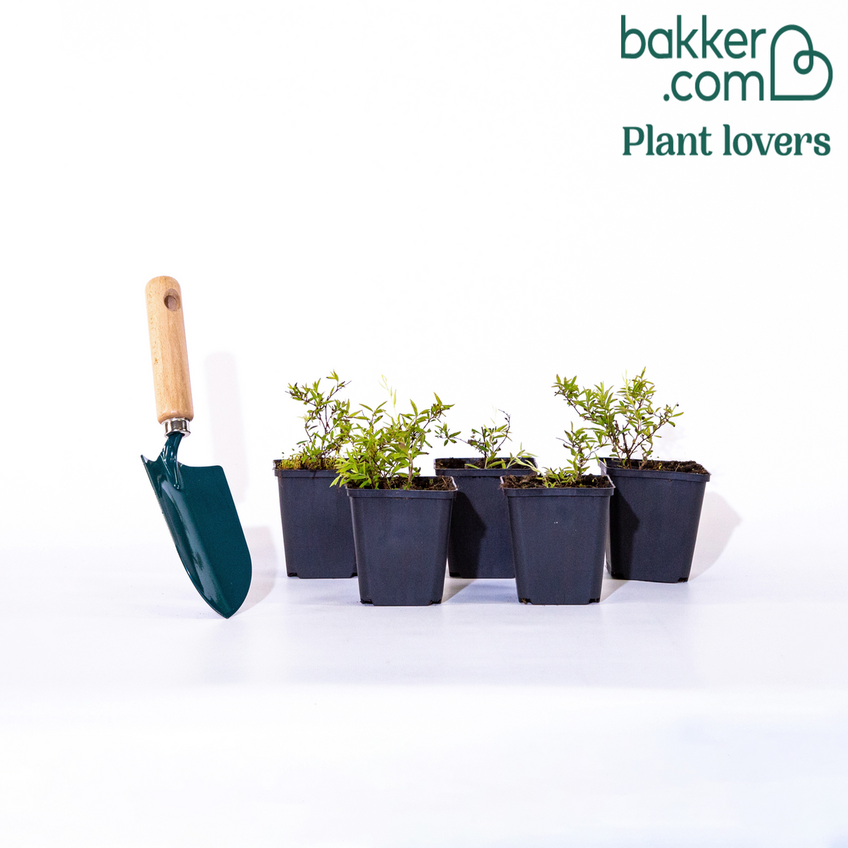 Bakker - Spirée 'Grefsheim' - Spiraea cinerea grefsheim