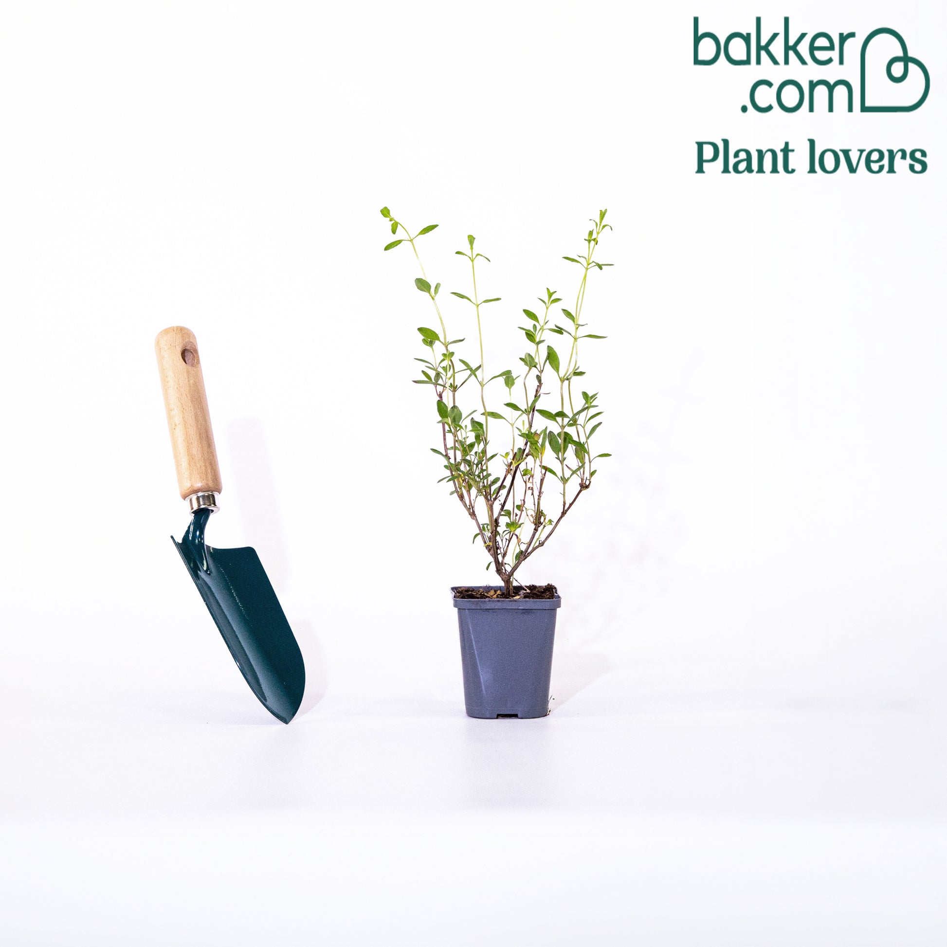 Bakker - Sauge Violette de Loire ® - Salvia jamensis Violette de Loire ® Barsal