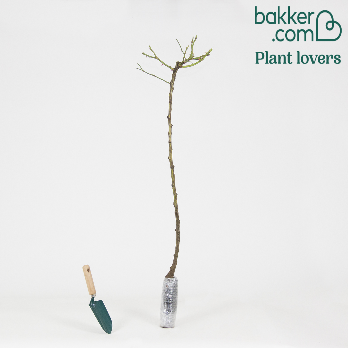 Bakker - Rosier pleureur Excelsa sur tige - Rosa wichuraiana excelsa
