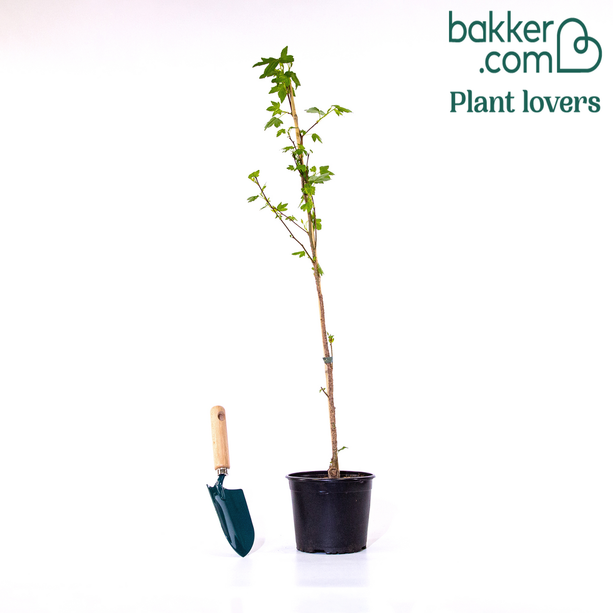 Bakker - Copalme d'Amérique - Liquidambar - Liquidambar styraciflua