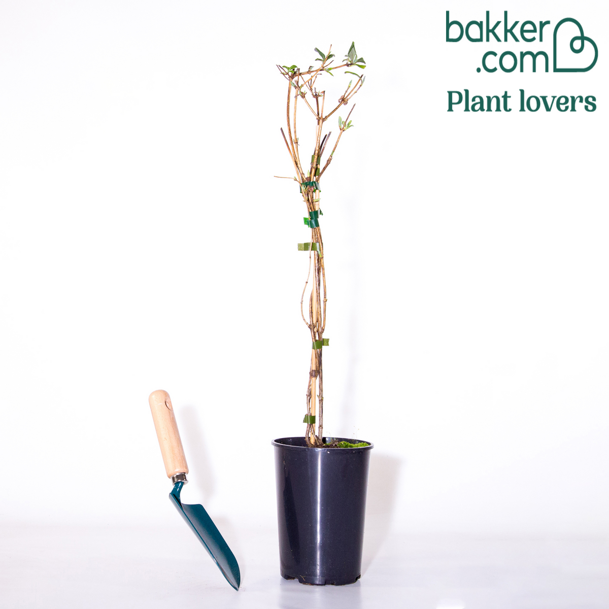 Bakker - Chèvrefeuille des bois Serotina - Lonicera periclymenum serotina - Plantes grimpantes