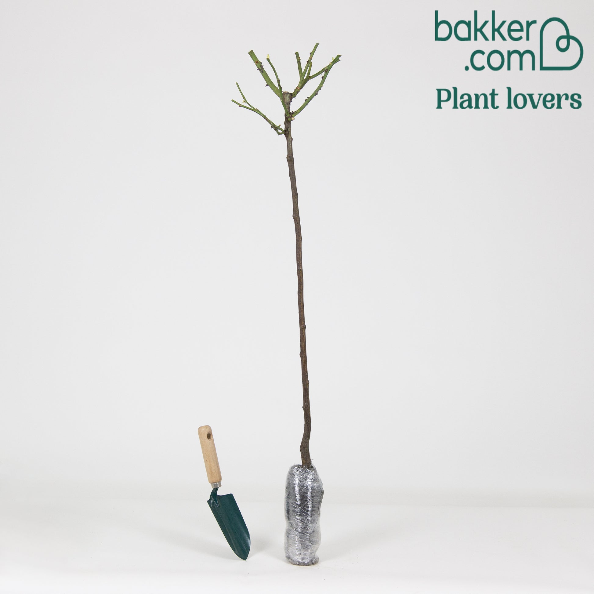 Bakker - Rosier sur tige Walztime - Rosa walztime