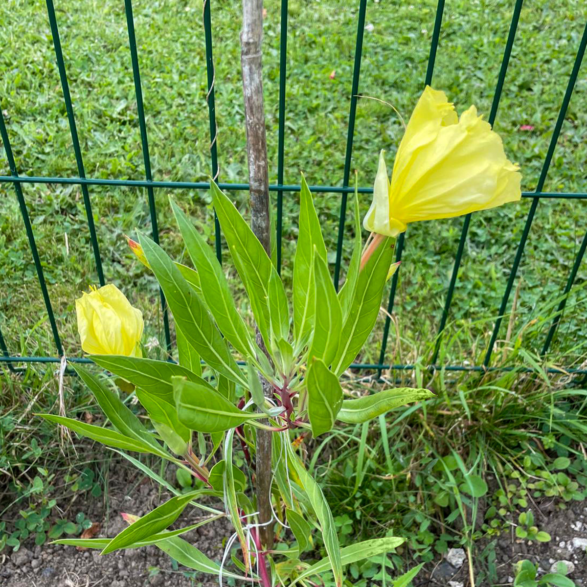 Vivaces fleuries - 2 Oenothères à grandes fleurs - Onagre - Oenothera macrocarpa (missouriensis)