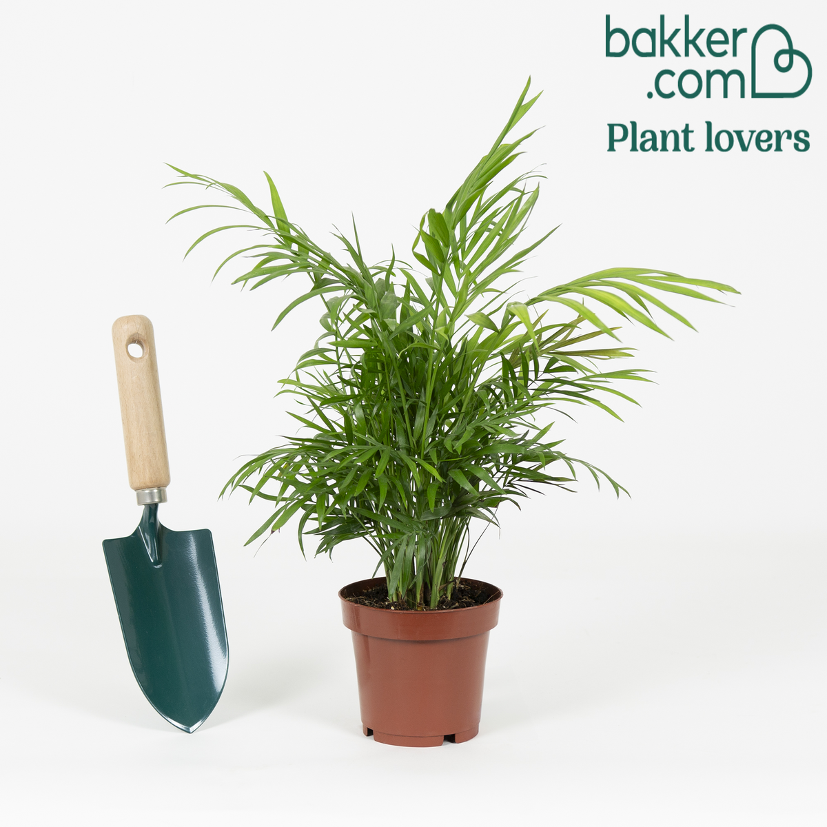 Bakker - Chamaedorea elegans