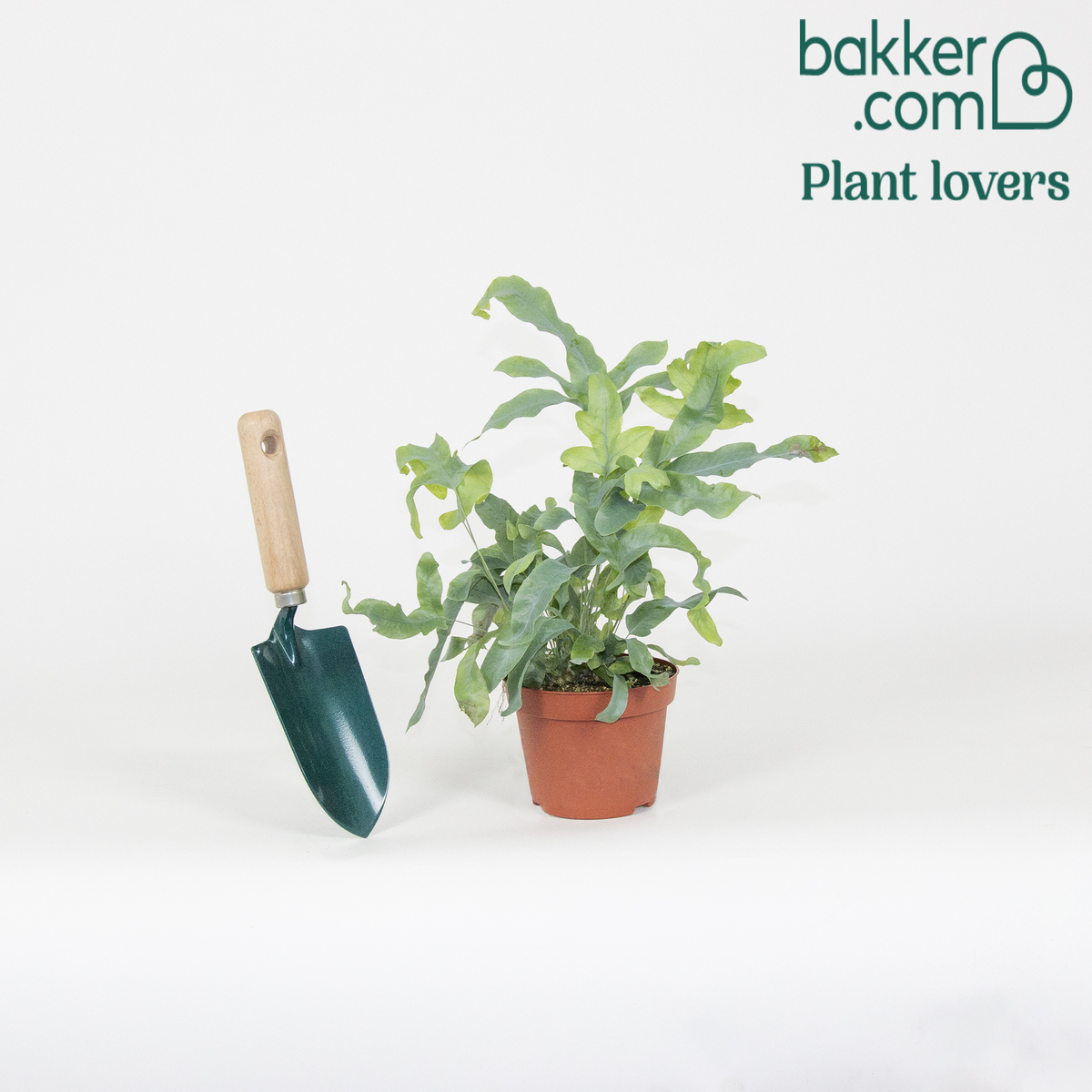 Bakker - Fougère 'Blue Star' - Phlebodium blue star