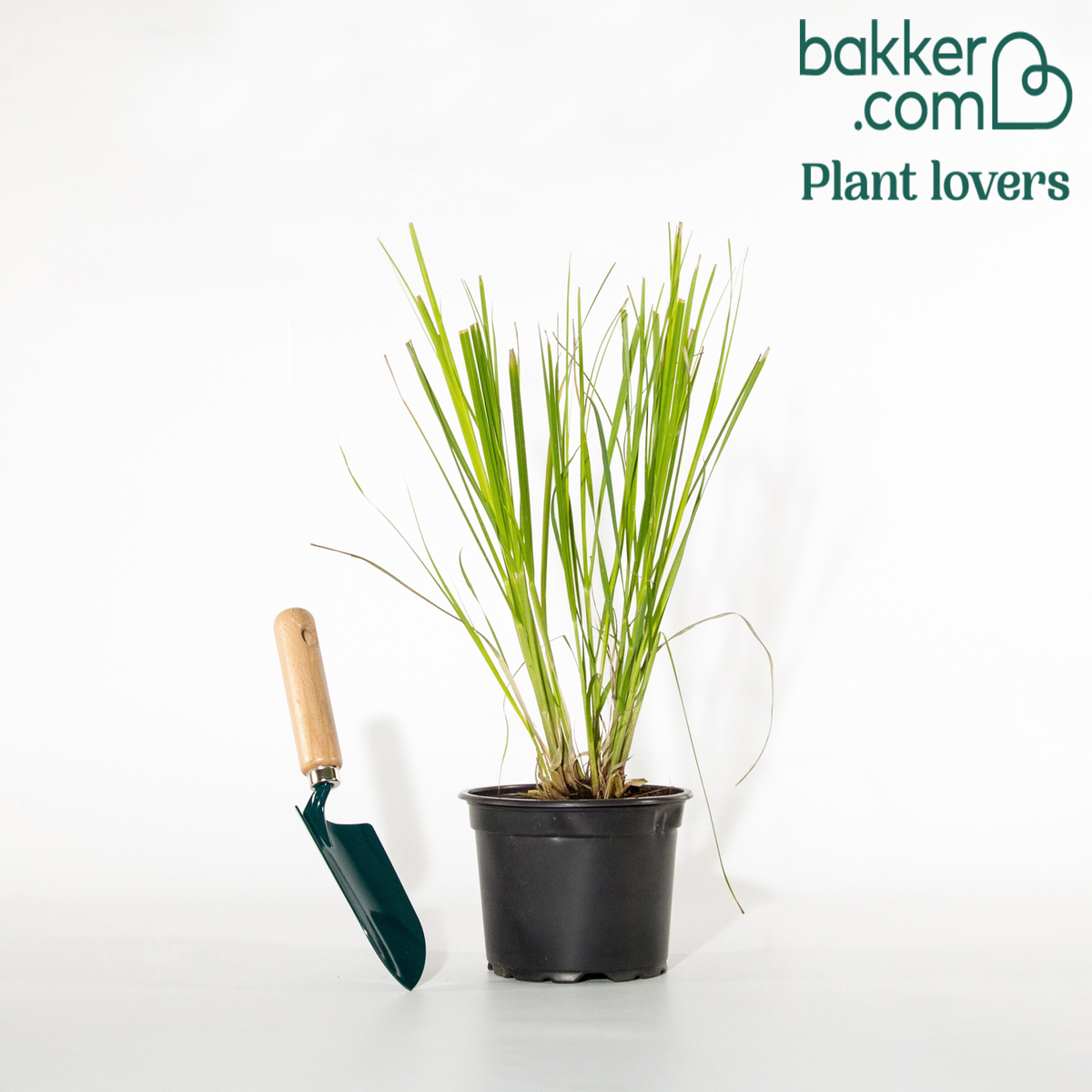 Bakker - Herbe de la pampa 'Pumila' - Cortaderia selloana pumila