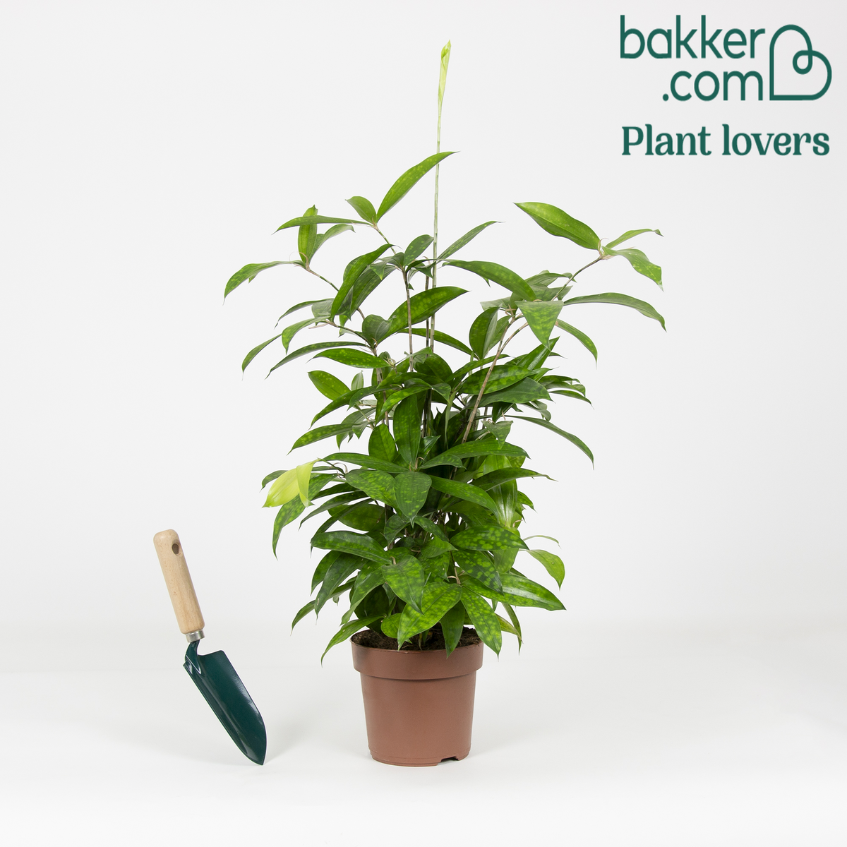 Bakker - Dragonnier Dracaena surculosa - Dracaena surculosa