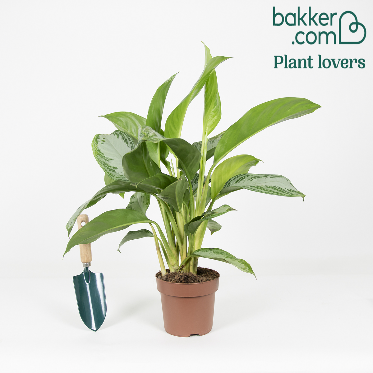 Bakker - Aglaonema 'Silver Bay' gris-vert
