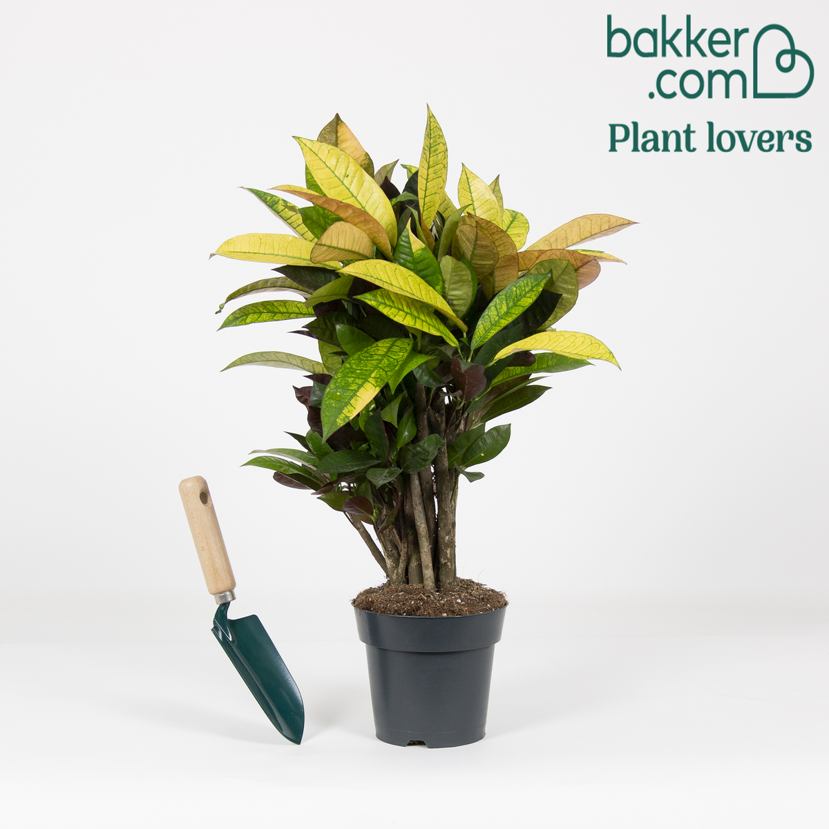 Bakker - Croton 'Mrs Iceton' - Codiaeum variegatum mrs. iceton