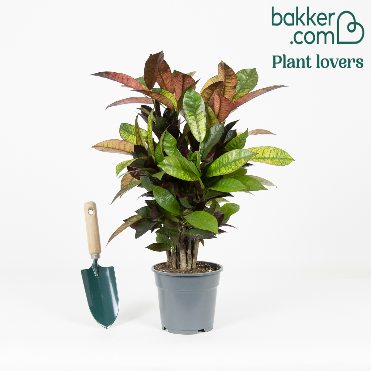 Bakker - Croton 'Mrs Iceton' - Codiaeum variegatum mrs. iceton