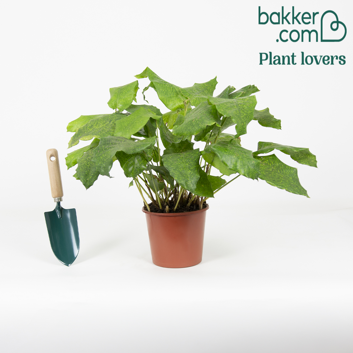 Bakker - Calathea 'Network' - Calathea musaica network