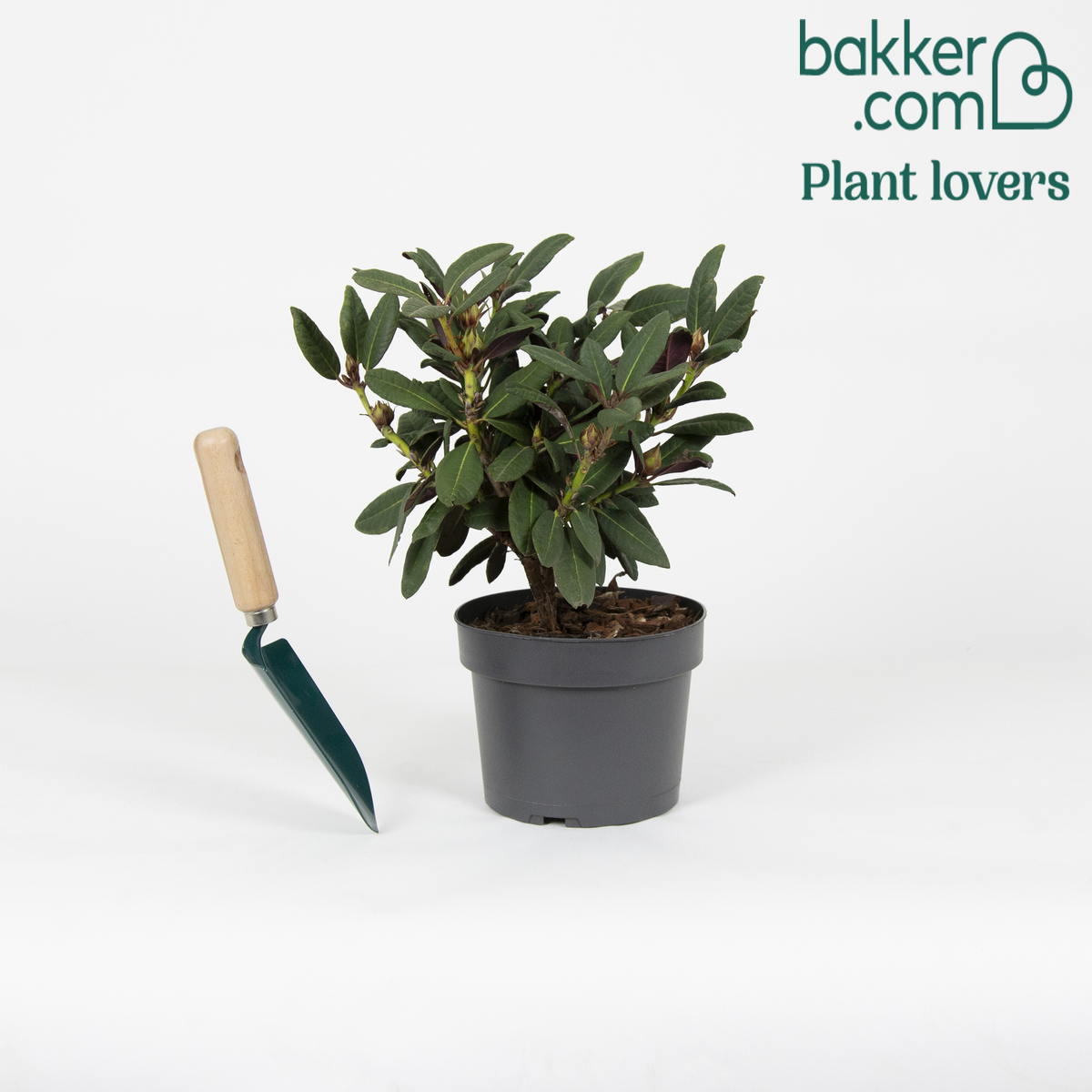 Bakker - Rhododendron 'Wine & Roses' - Rhododendron 'wine & roses'