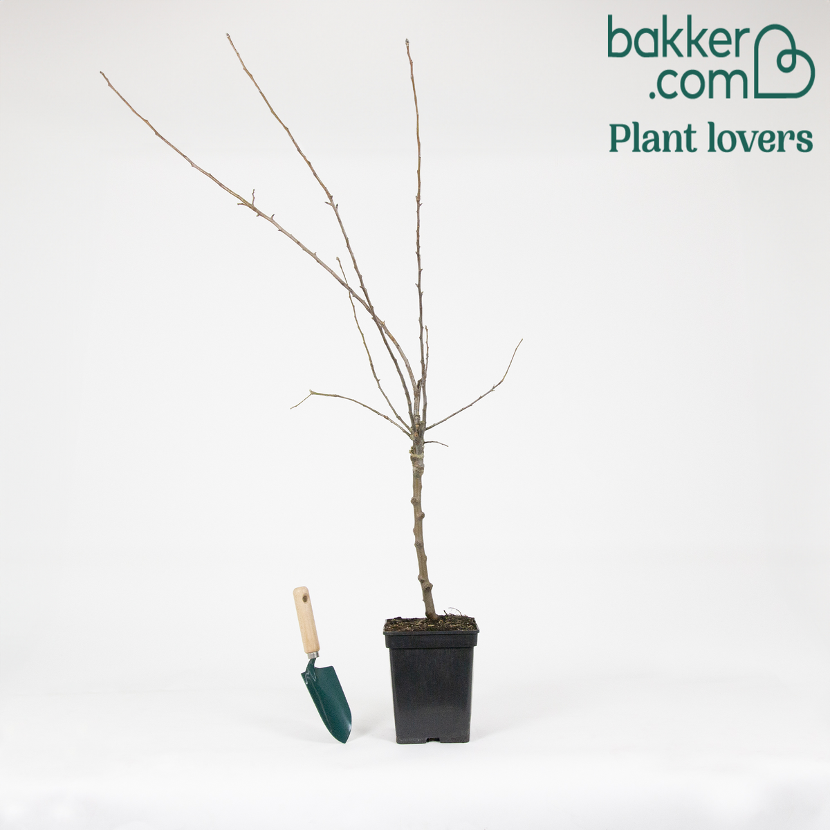 Bakker - Collection de 3 pommiers: Jonagored, Golden Delicious, Elstar - Malus domestica 'jonagored' ,'golden delicious' , 'elstar'