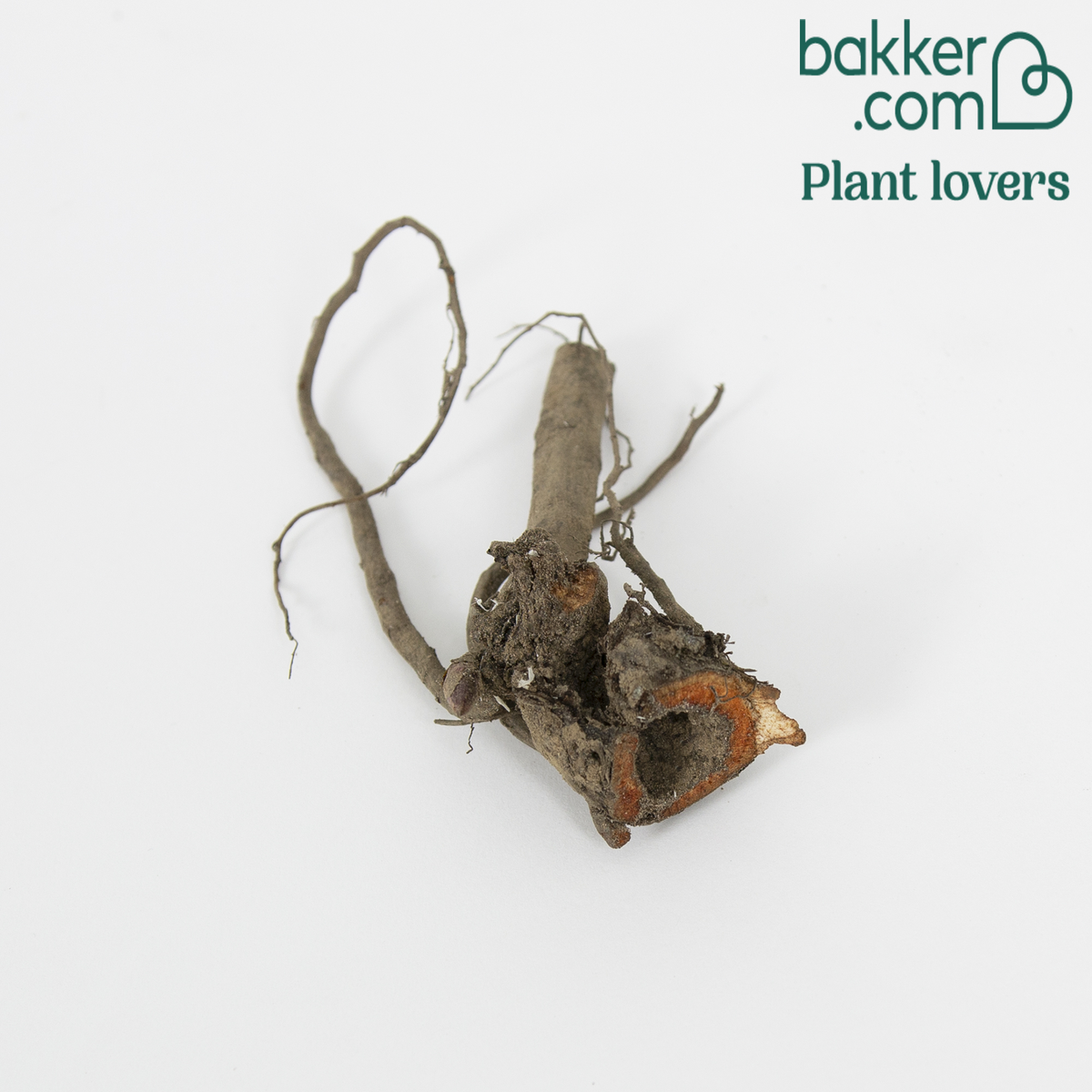 Bakker - Pivoine 'Eden's Perfume' - Paeonia lactiflora 'eden's perfume'