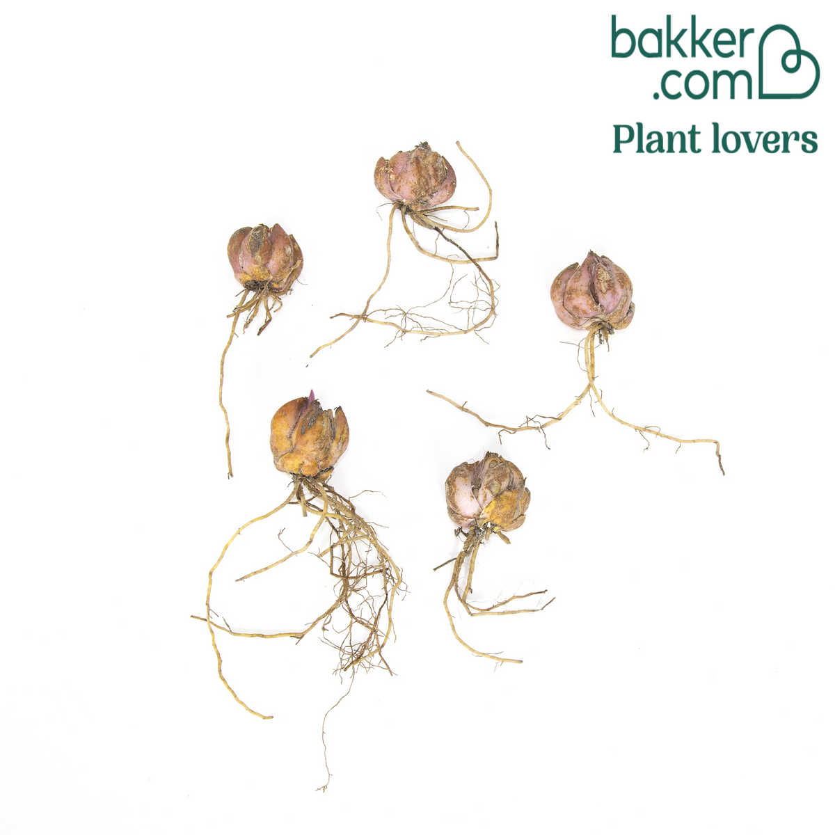 Bakker - 5 Lis géant Starlight Express - Lilium orientalis 'starlight express'