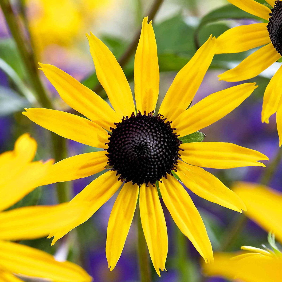 Vente Rudbeckia Goldsturm - Rudbeckia fulgida Goldsturm