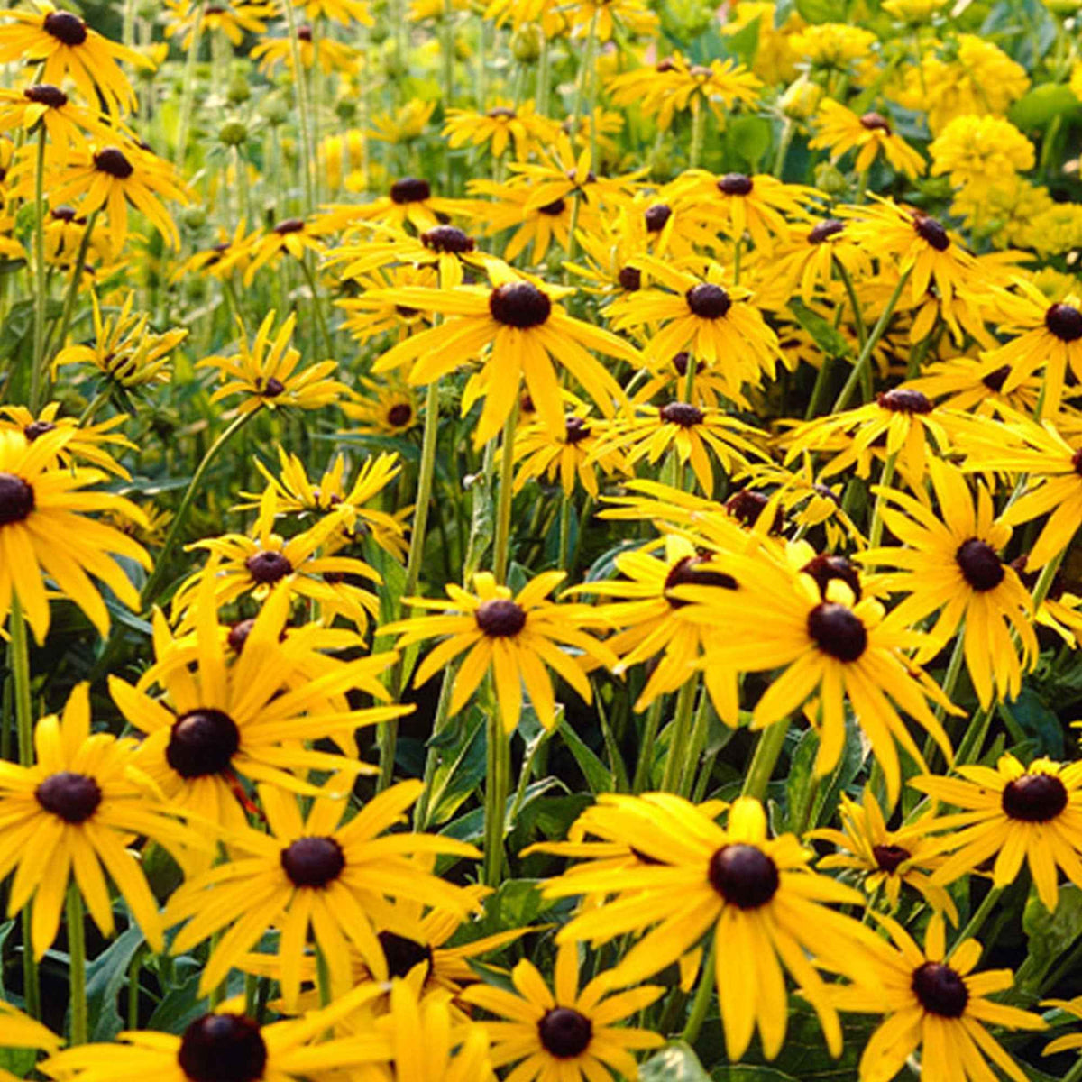 Rudbeckia - Rudbeckia Goldsturm - Rudbeckia fulgida Goldsturm