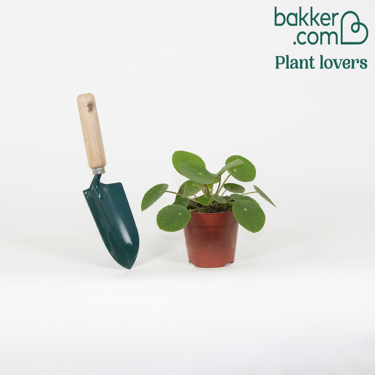 Bakker - Pilea peperomioides