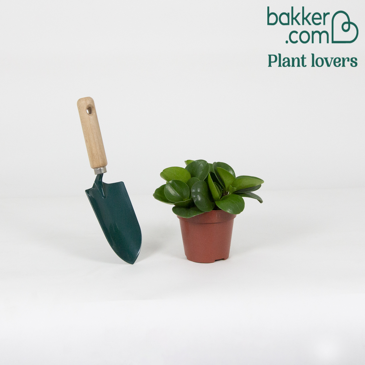 Bakker - Peperomia obtusifolia - Peperomia obtusifolia