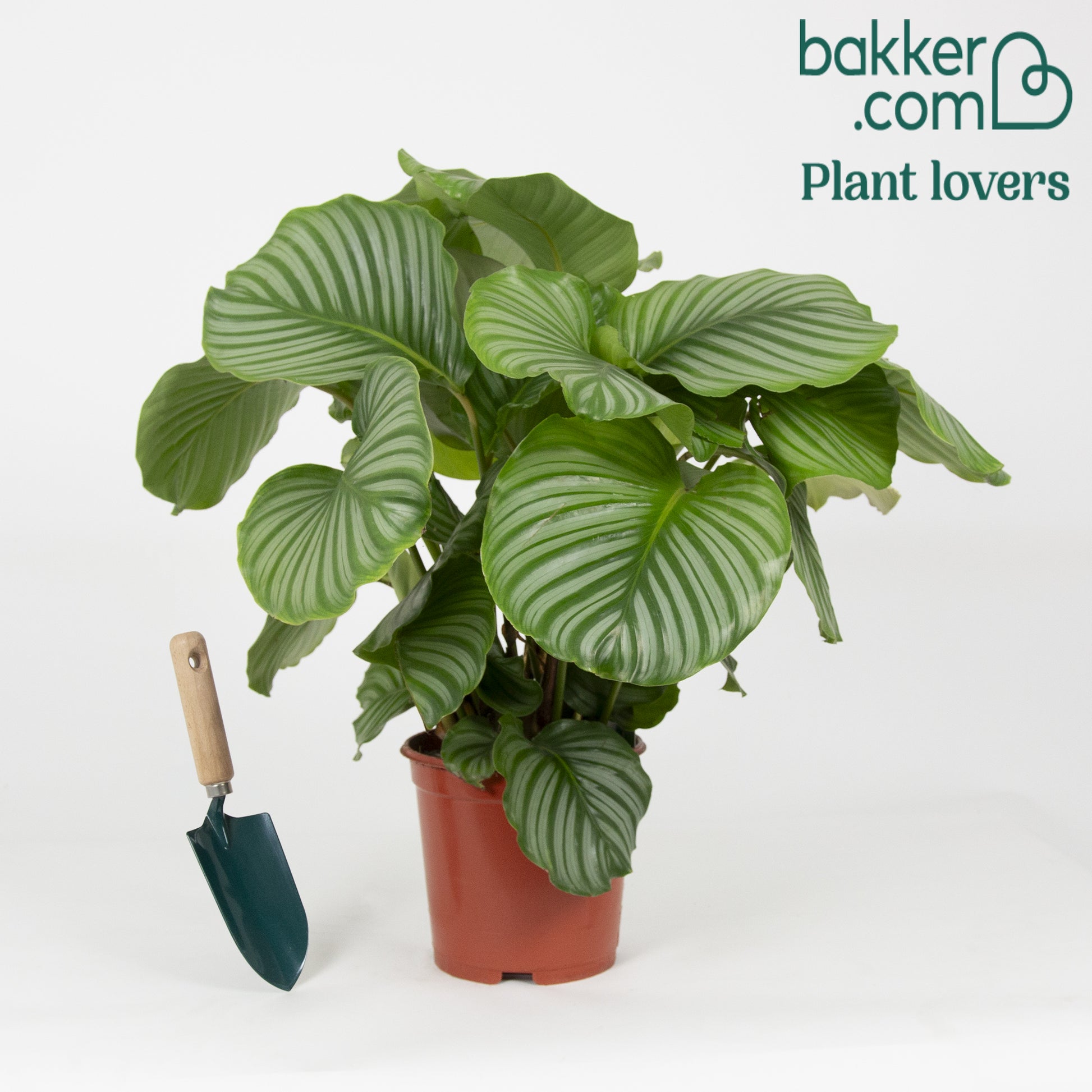 Bakker - Calathea orbifolia - Calathea orbifolia